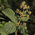 Rubus bovinus - Bullenweiden-Brombeere