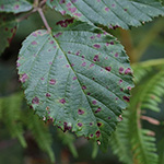 Rubus discolor - Echte Silber-Brombeere