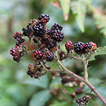 Rubus discolor - Echte Silber-Brombeere