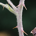Rubus discolor - Echte Silber-Brombeere
