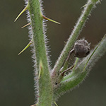 Rubus eifeliensis - Eifel-Brombeere