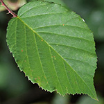 Rubus eifeliensis - Eifel-Brombeere