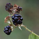 Rubus neumannianus - Neumann-Brombeere
