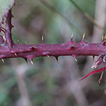 Rubus neumannianus - Neumann-Brombeere