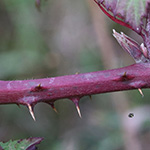 Rubus neumannianus - Neumann-Brombeere