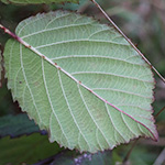 Rubus neumannianus - Neumann-Brombeere