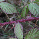 Rubus neumannianus - Neumann-Brombeere