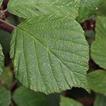 Rubus foliosus - Blattreiche Brombeere