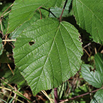Rubus foliosus - Blattreiche Brombeere