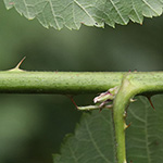 Rubus imitans - Nachahmende Brombeere