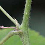Rubus imitans - Nachahmende Brombeere