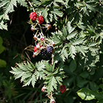 Rubus laciniatus - Schlitzblättrige Brombeere