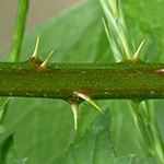 Rubus laciniatus - Schlitzblättrige Brombeere