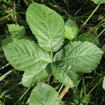 Rubus macrostemonides - Bayreuther Haselblattbrombeere