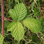 Rubus macrostemonides - Bayreuther Haselblattbrombeere