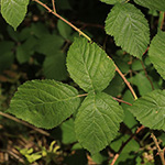 Rubus macrostemonides - Bayreuther Haselblattbrombeere