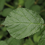 Rubus macrostemonides - Bayreuther Haselblattbrombeere