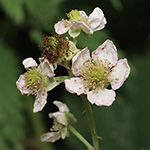 Rubus macrostemonides - Bayreuther Haselblattbrombeere
