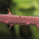 Rubus macrostemonides - Bayreuther Haselblattbrombeere