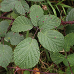 Rubus melanoxylon - Schwarzholzige Brombeere
