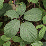 Rubus melanoxylon - Schwarzholzige Brombeere