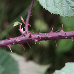 Rubus melanoxylon - Schwarzholzige Brombeere