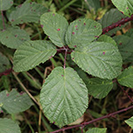 Rubus melanoxylon - Schwarzholzige Brombeere
