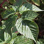 Rubus nessensis - Halbaufrechte Brombeere
