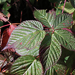 Rubus nessensis - Halbaufrechte Brombeere
