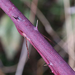 Rubus nessensis - Halbaufrechte Brombeere