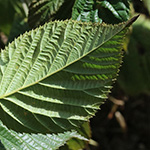 Rubus nessensis - Halbaufrechte Brombeere
