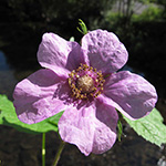 Rubus odoratus - Zimt-Himbeere