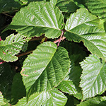 Rubus oreades - Bergnymphen-Brombeere