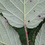 Rubus pannosus - Dichtfilzige Brombeere