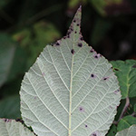 Rubus pannosus - Dichtfilzige Brombeere