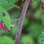 Rubus pannosus - Dichtfilzige Brombeere