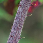 Rubus pannosus - Dichtfilzige Brombeere