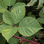 Rubus plicatus - Falten-Brombeere