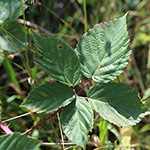 Rubus plicatus - Falten-Brombeere