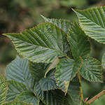 Rubus scissus - Eingeschnittene Brombeere