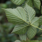 Rubus scissus - Eingeschnittene Brombeere