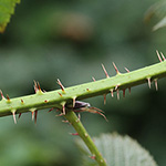 Rubus scissus - Eingeschnittene Brombeere