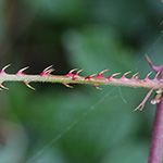 Rubus senticosus - Dornige Brombeere