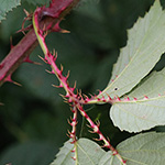 Rubus senticosus - Dornige Brombeere
