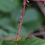 Rubus senticosus - Dornige Brombeere
