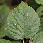 Rubus senticosus - Dornige Brombeere