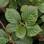 Rubus senticosus - Dornige Brombeere