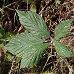 Rubus sprengelii - Sprengels Brombeere