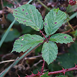 Rubus stereacanthos - Hartstachelige Brombeere