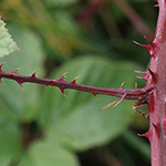 Rubus stereacanthos - Hartstachelige Brombeere